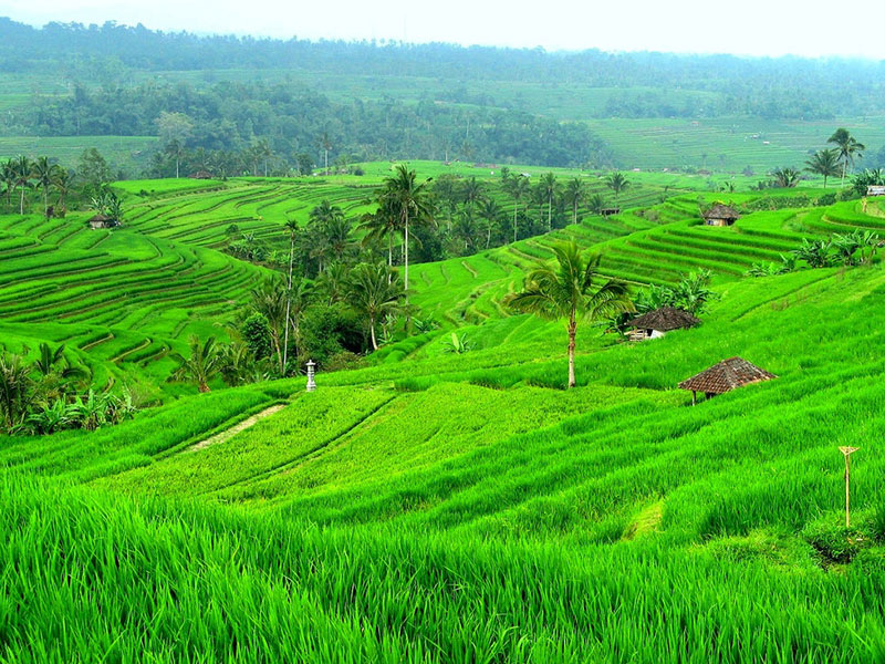 Jati luwih rice terrace